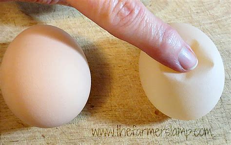 chicken egg abnormalities|What Causes Deformed Chicken Eggs and Other Egg .